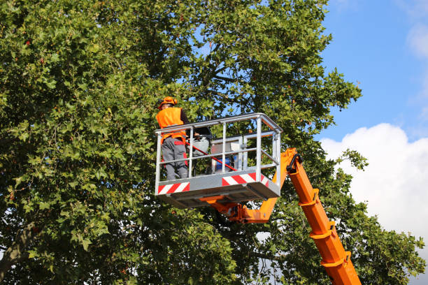 Best Utility Line Clearance  in Johnson City, TX