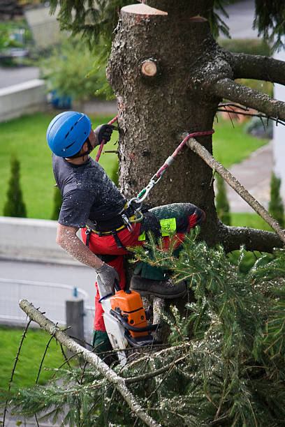 Professional Tree Removal in Johnson City, TX