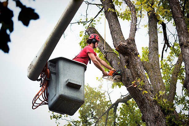 Best Tree Health Inspection  in Johnson City, TX